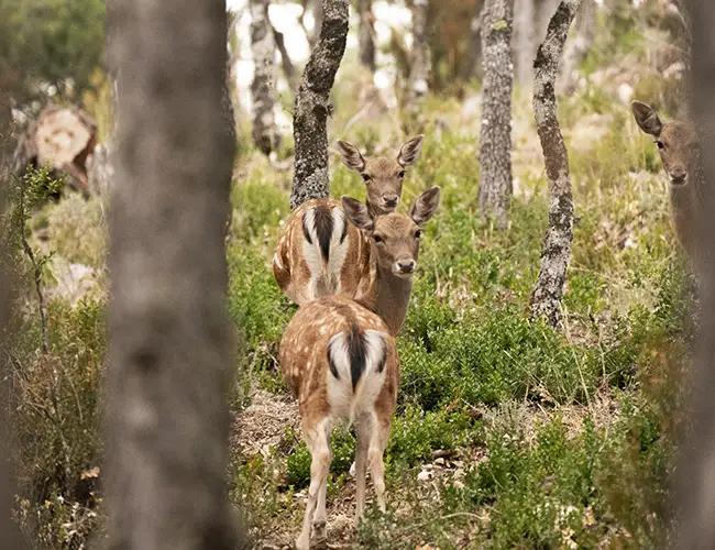 Foto Fauna